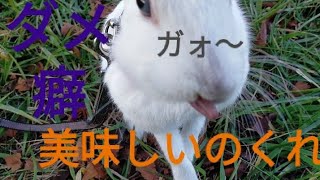③【ペットと散歩】ダメな癖が付いてしまってた(涙)   Mini rabbit with bad habits
