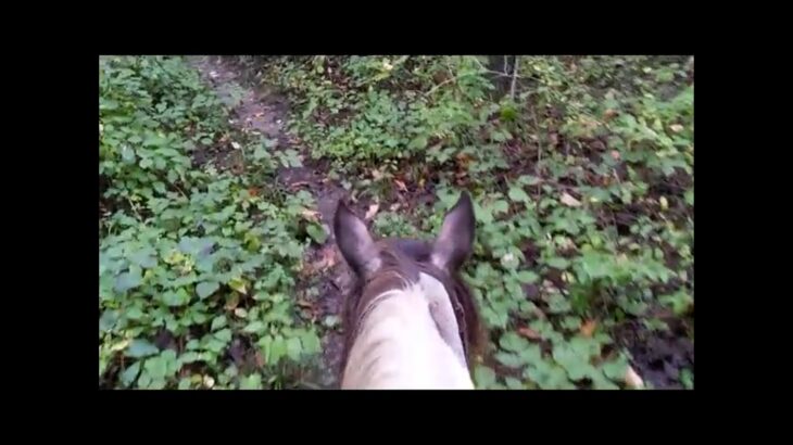 Dublin the Mustang – from the saddle – Waterloo trail ride 6 Oct 2021.mp4