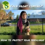 Cold front coming How to protect your seedlings