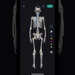 #機能解剖学 #側湾症　#ストレッチ　#筋トレ　teamLab Body Pro アプリを使用しています。